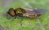 Chloromyia formosa